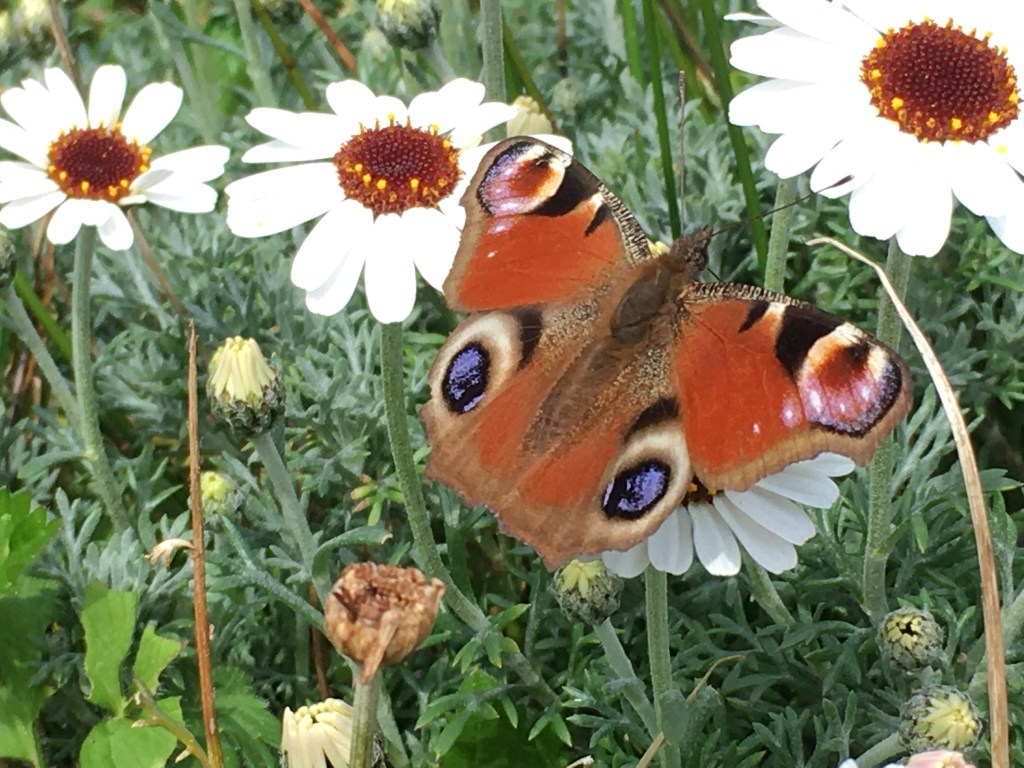 Outside the studio . . . Butterflies are back . .&nbsp;.